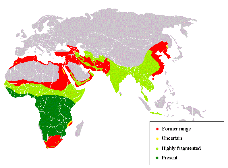 Leopard Distribution throughout the World - Vivid Maps