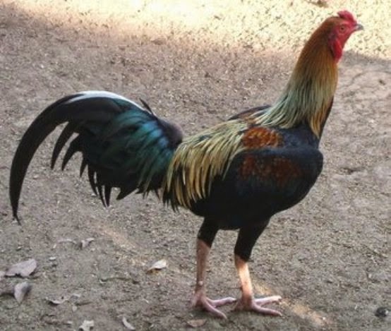 Ayam Juara Kepala, Jengger, dan Muka Ayam Bangkok Juara yang Bagus