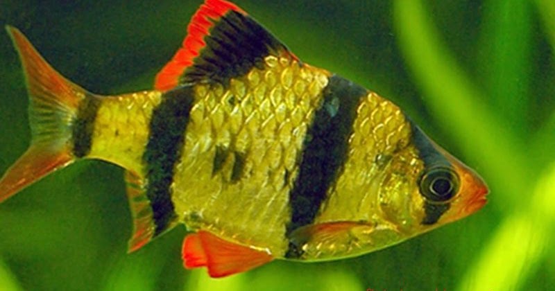 41+ Gambar Ikan Hias Sumatra, Trend Terbaru!