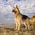 German Shepherd Dog |Fact||Lifespan|Whats Good|
