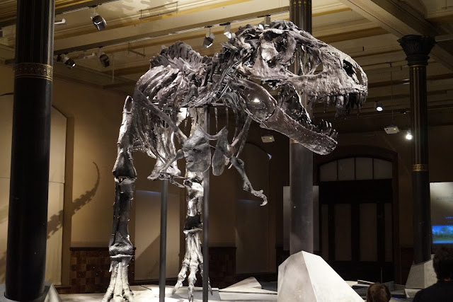 t-rex skelett in berlin