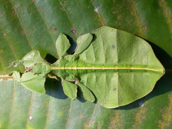 THE LEAF INSECTS |The Garden of Eaden