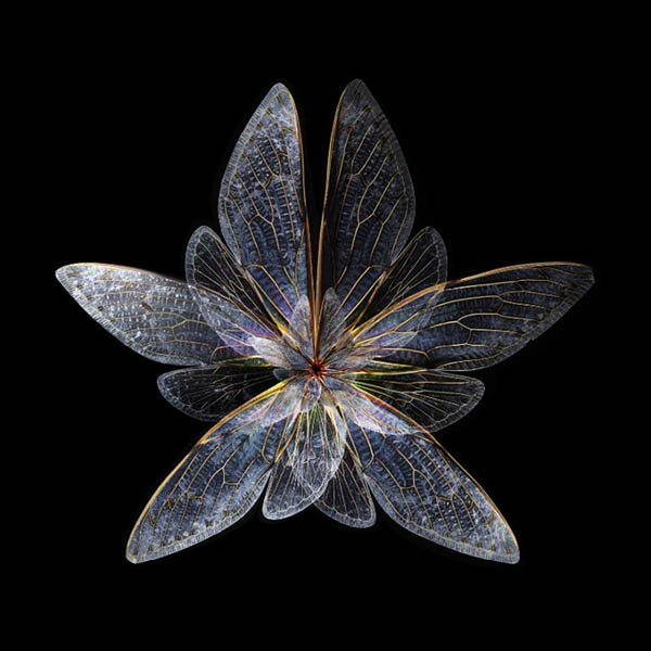 03-Seb-Janiak-Photographs-of-Butterfly-Wings-to-Resemble-Flowers-www-designstack-co