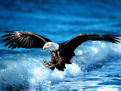 eagle bird birds sea flying wallpapers eagles jumping fly majestic bald ocean entertainment very pretty