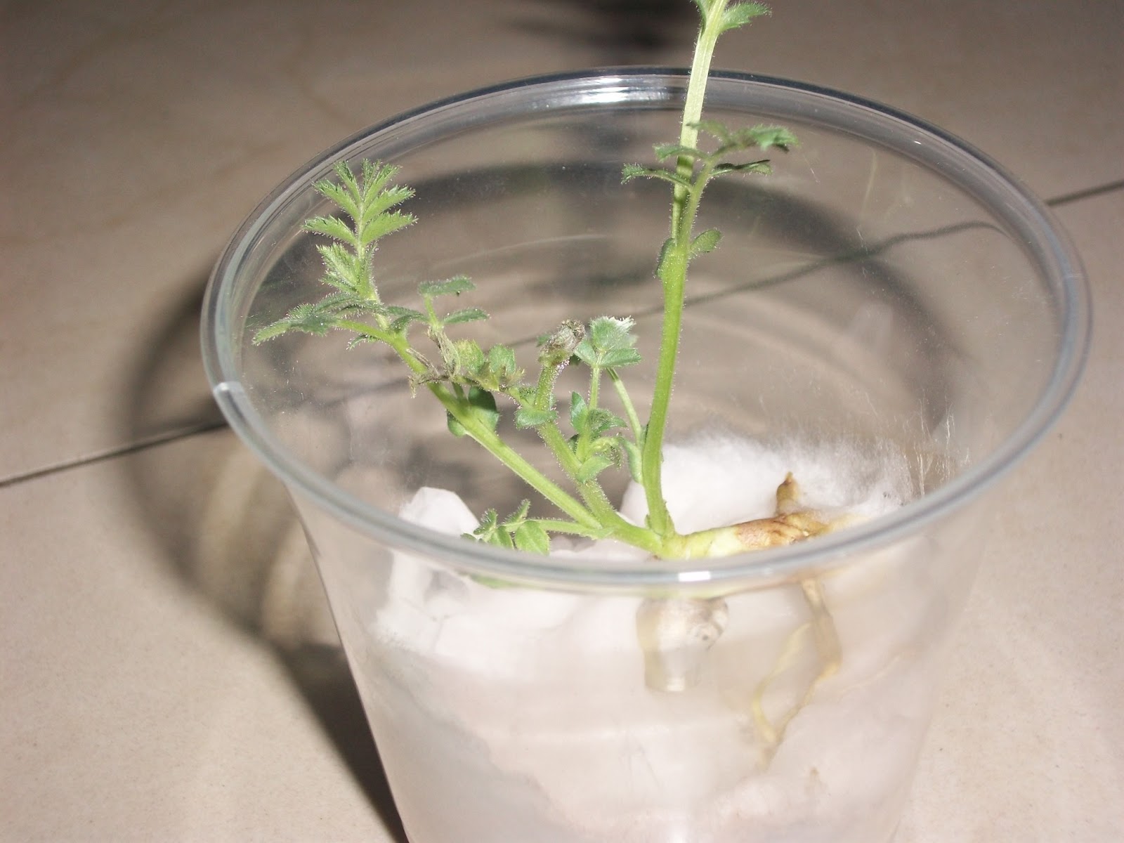 terrario germinacion de garbanzo