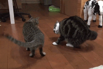 Funny cats - part 92 (40 pics + 10 gifs), two cats ready to fight gif