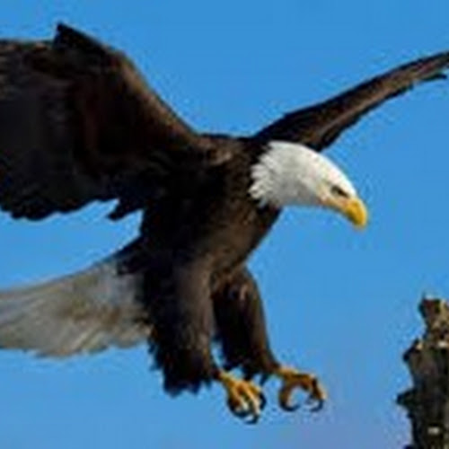 Delapan Filosofi Burung Elang Yang Bisa Dijadikan Pedoman Hidup