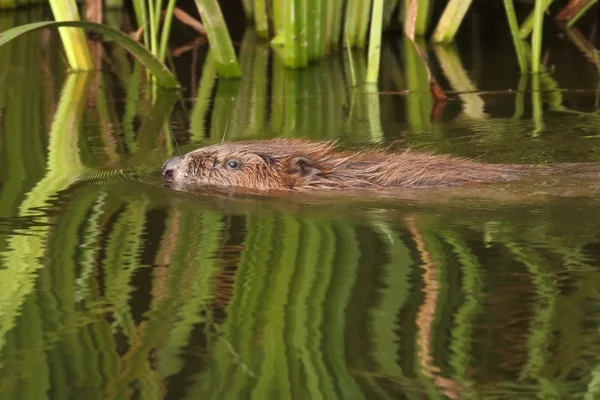 An adult beaver swimming in the River Otter. Photo copyright Mike Symes, Devon Wildlife Trust. (All rights reserved) 