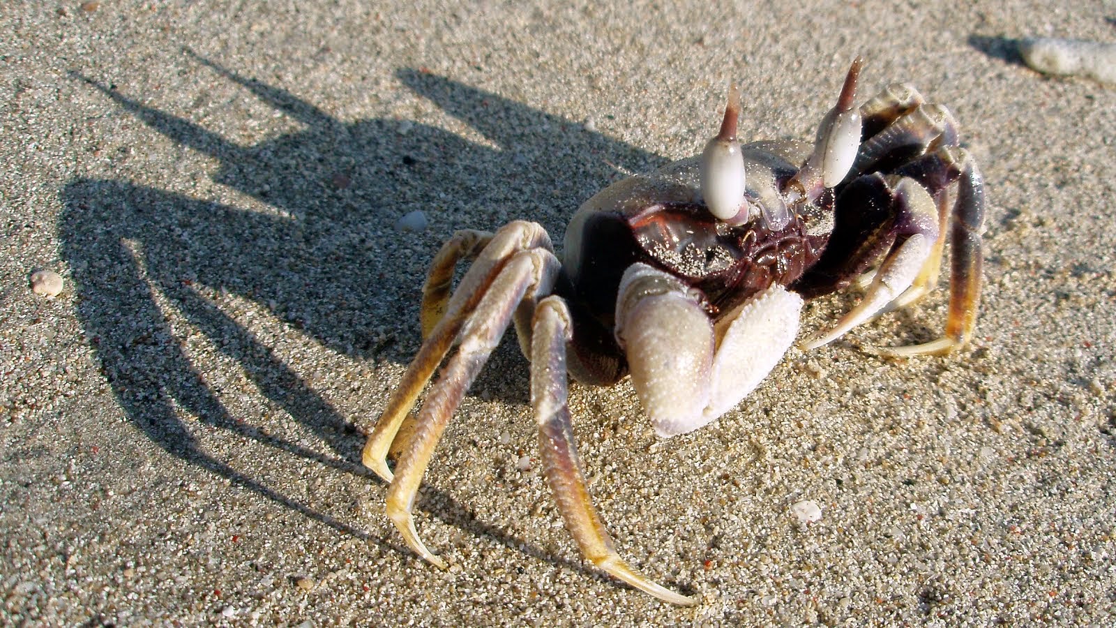 A Crab