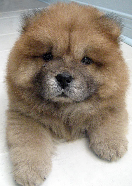 [Image: Chow-Chow.jpg]