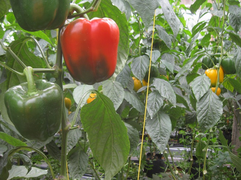 Petani Sayur Paprika merah kuning  dan hijau