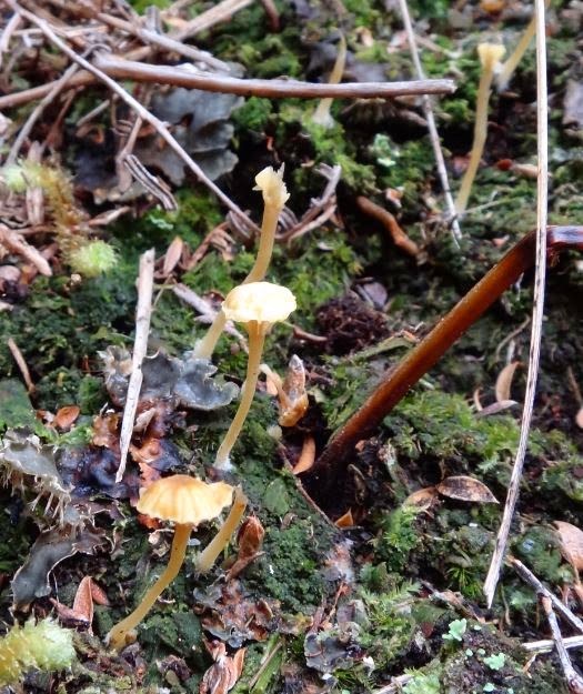 Backroader: Fungi time