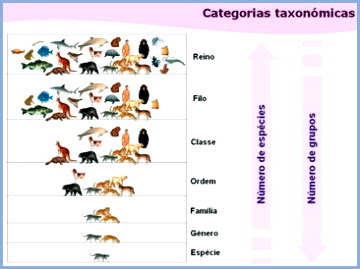 clase de biologia: CLASIFICACIÓN DE LOS ORGANISMOS