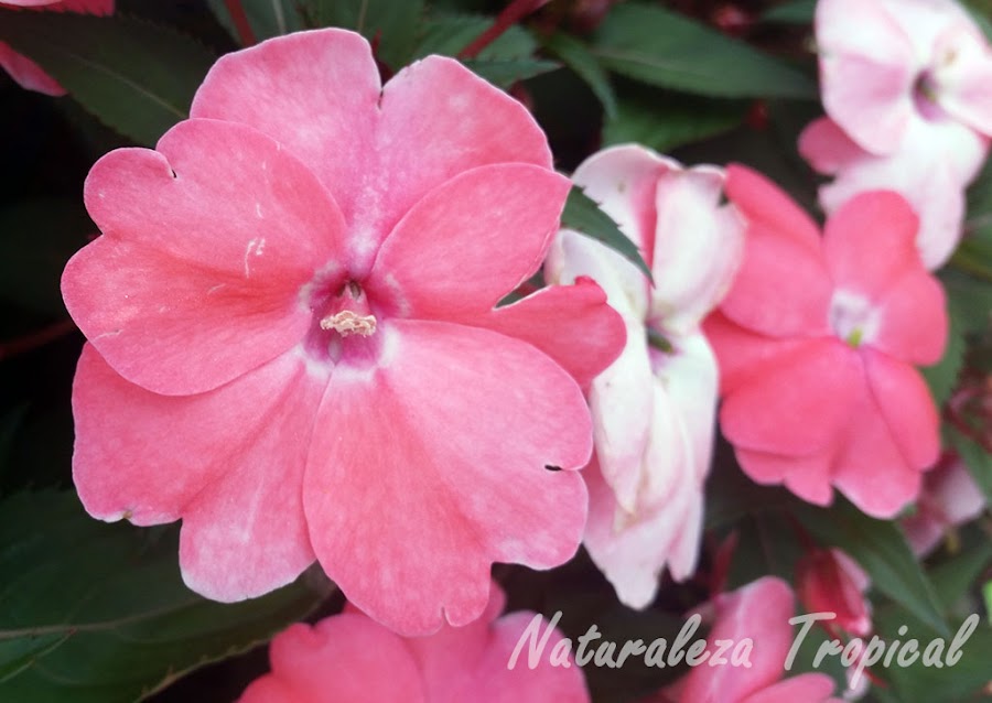 Flor de las madamas (género Impatiens)