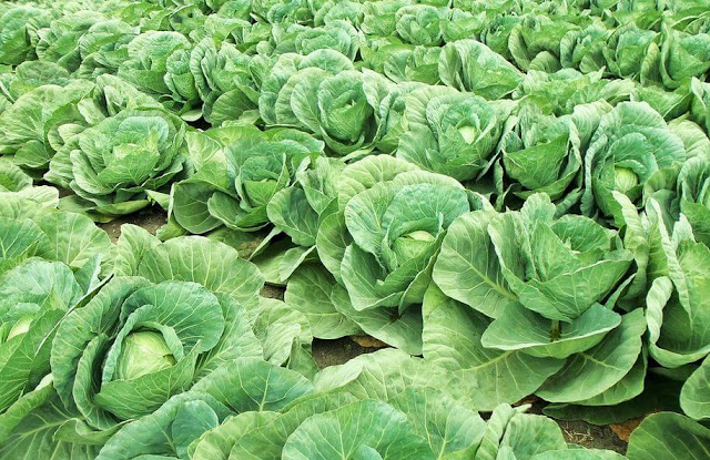 Peluang Usaha Budidaya Kubis Yang Menguntungkan