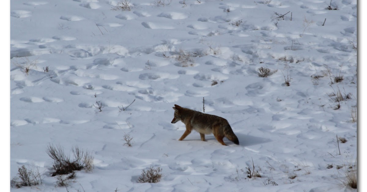 Henry S. Estes Photography: On the Prowl