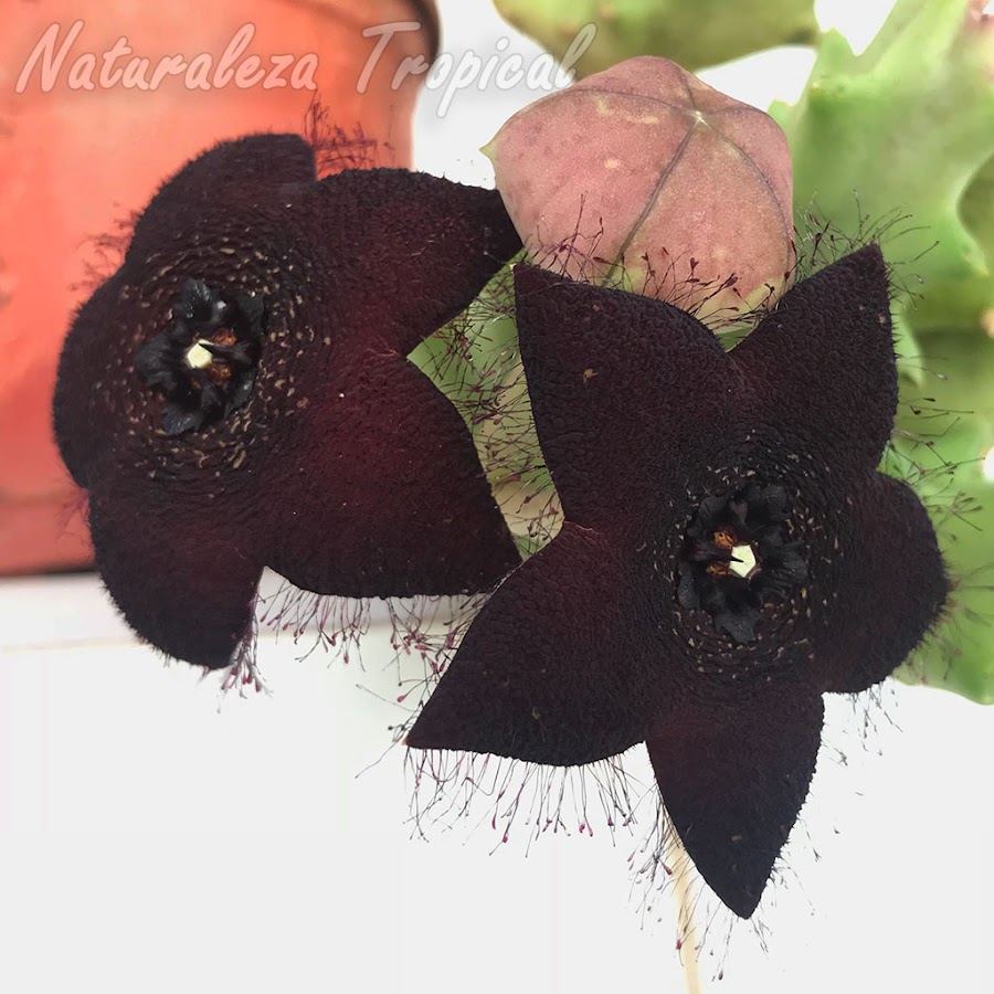 Flores de la planta suculenta Orbea melanantha