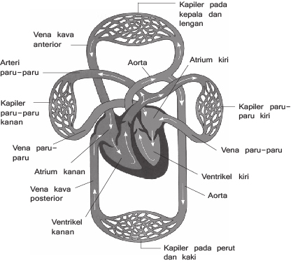 Mekanisme Peredaran Darah Manusia Myrightspot Com
