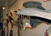 MUSEO UNIVERSITARIO DE HISTORIA NATURAL