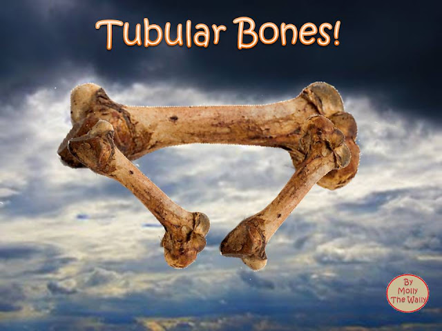 Tubular Bells album cover by Molly The Wally!