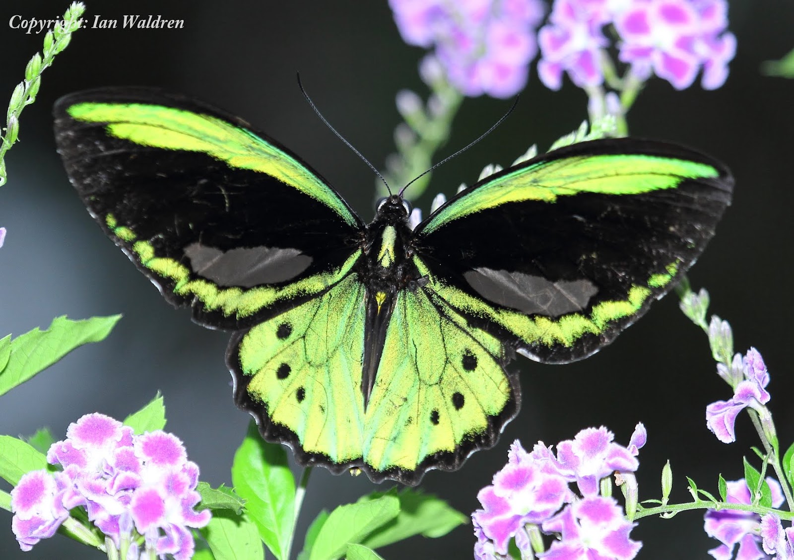 WILD TROPICAL QUEENSLAND Butterflies