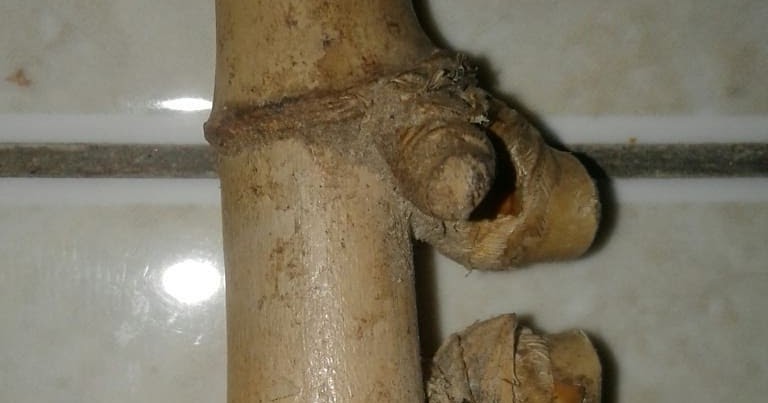 Bambu Petuk, Barang Pusaka yang dapat membuat pemiliknya menjadi kaya