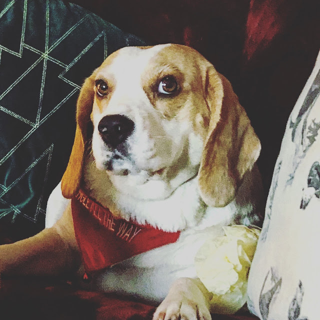 Beagle, wearing a festive neckerchief, Holly Bobbins, Mandy Charlton, Photographer, writer, blogger, Christmas 2018, advent calendards