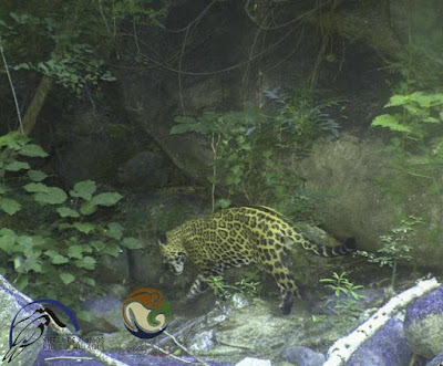 Líder social de Álamos asegura que jaguares causan bajas a ganaderos de la Sierra