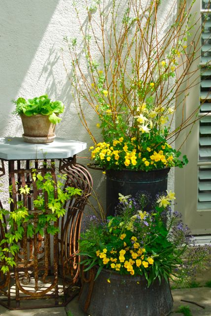 Pretty container arrangements are in every free space at Chanticleer. Here on the west side of the house are yellow Violas and columbine (Aquilegia) to accompany the yellow tulips for the spring season.