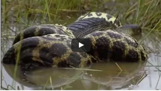 Snake vs Crocodile Snake Wins - Snake vs Crocodile Fight - Snake Attack