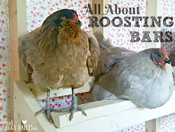chicken roosting bars coop chickens perch sleep coops inside diy roost roosts building should plans night sleeping backyard decor designs