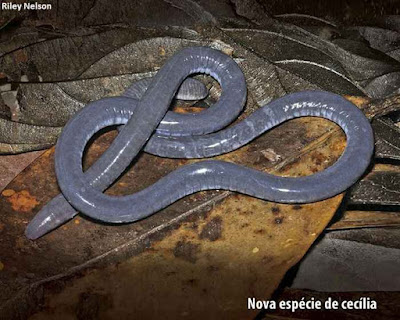 Indivíduo da nova espécie de cobra-cega ou cecília da Guina Francesa (Caecilia museugoeldi) descrita por pesquisadores do Museu Paraense Emílio Goeldi, em Belém, Pará. Foto: Riley Nelson/Divulgação. Caecilia museugoeldi, cobra cega, cecília, cobra cega da guiana francesa, nova espécie, Museu Paraense Emílio Goeldi, Museu Goeldi, amphibia, gymnophiona, caeciliidae, cobra, Guiana Francesa, Amazônia, ciência, pesquisa, cobras da Amazônia, natureza, animais, floresta amazônica, French Guiana, belém, pará