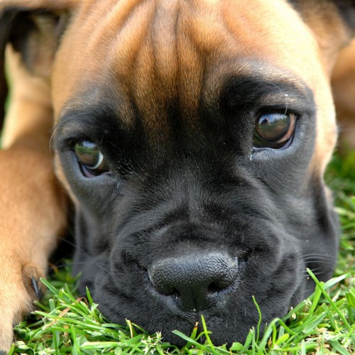 CanadaVetExpress 5 Definite Signs of Arthritis in Dogs and Cats