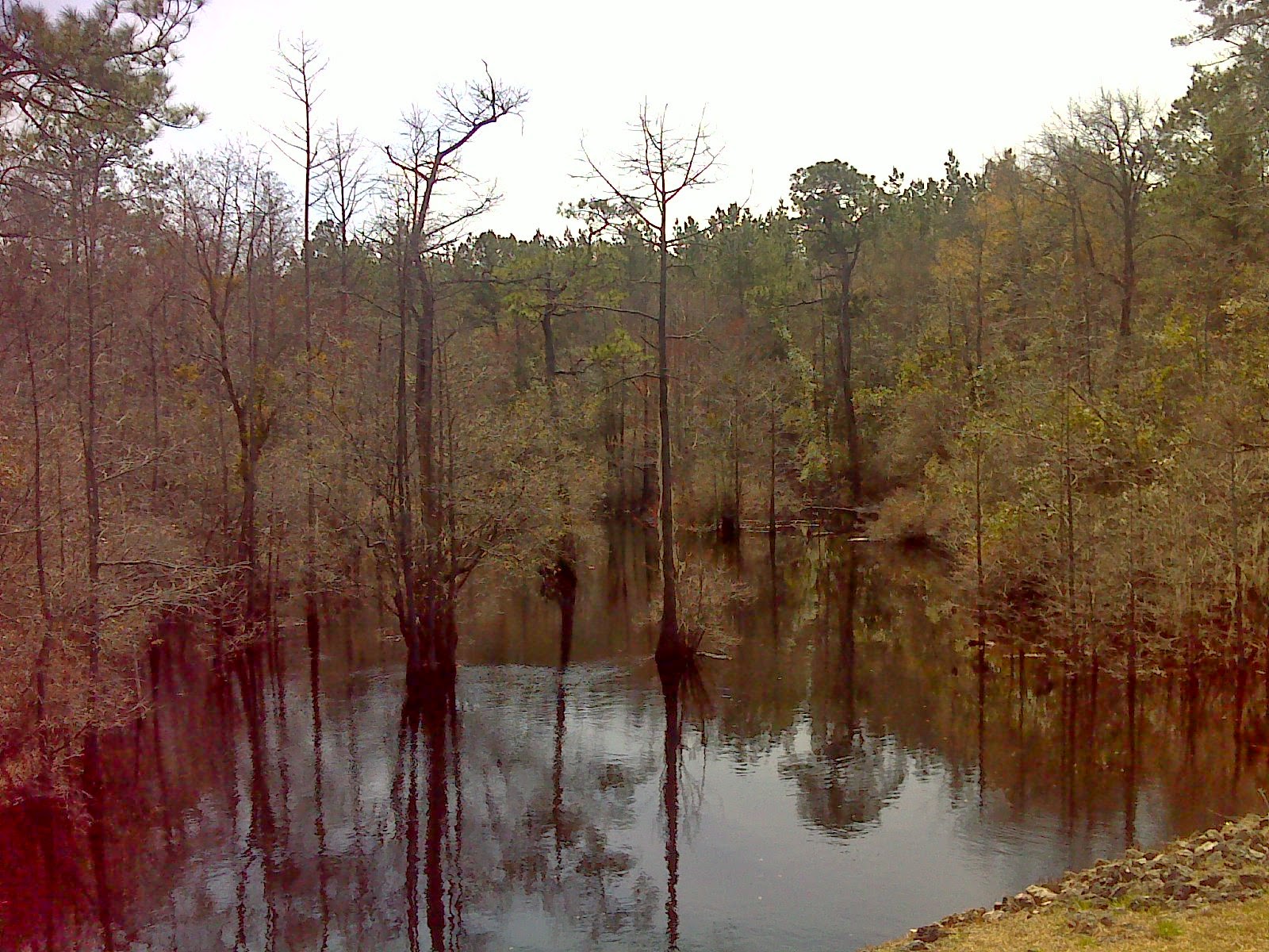 Heart and Sole The hike thru Holly Shelter Game Land
