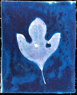 Wet cyanotype_Sue Reno_Image 202