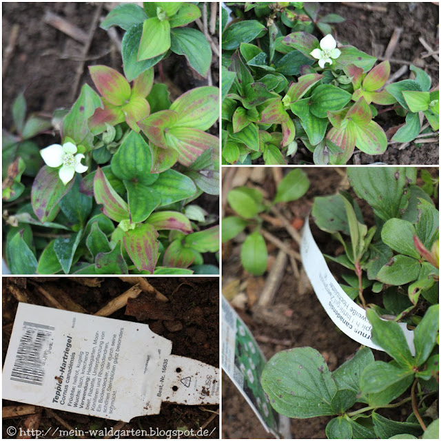Mein Waldgarten Gartenbestandserweiterung Mein Waldgarten Gartenbestandserweiterung