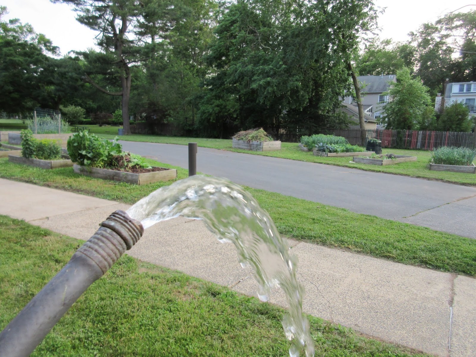 Princeton Nature Notes Water, Water, Everywhere