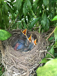 nest birds hungry grow three