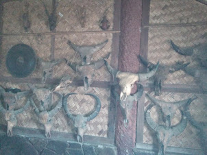 Animal trophy's inside ANGH'S palace in Longwa village of Nagaland