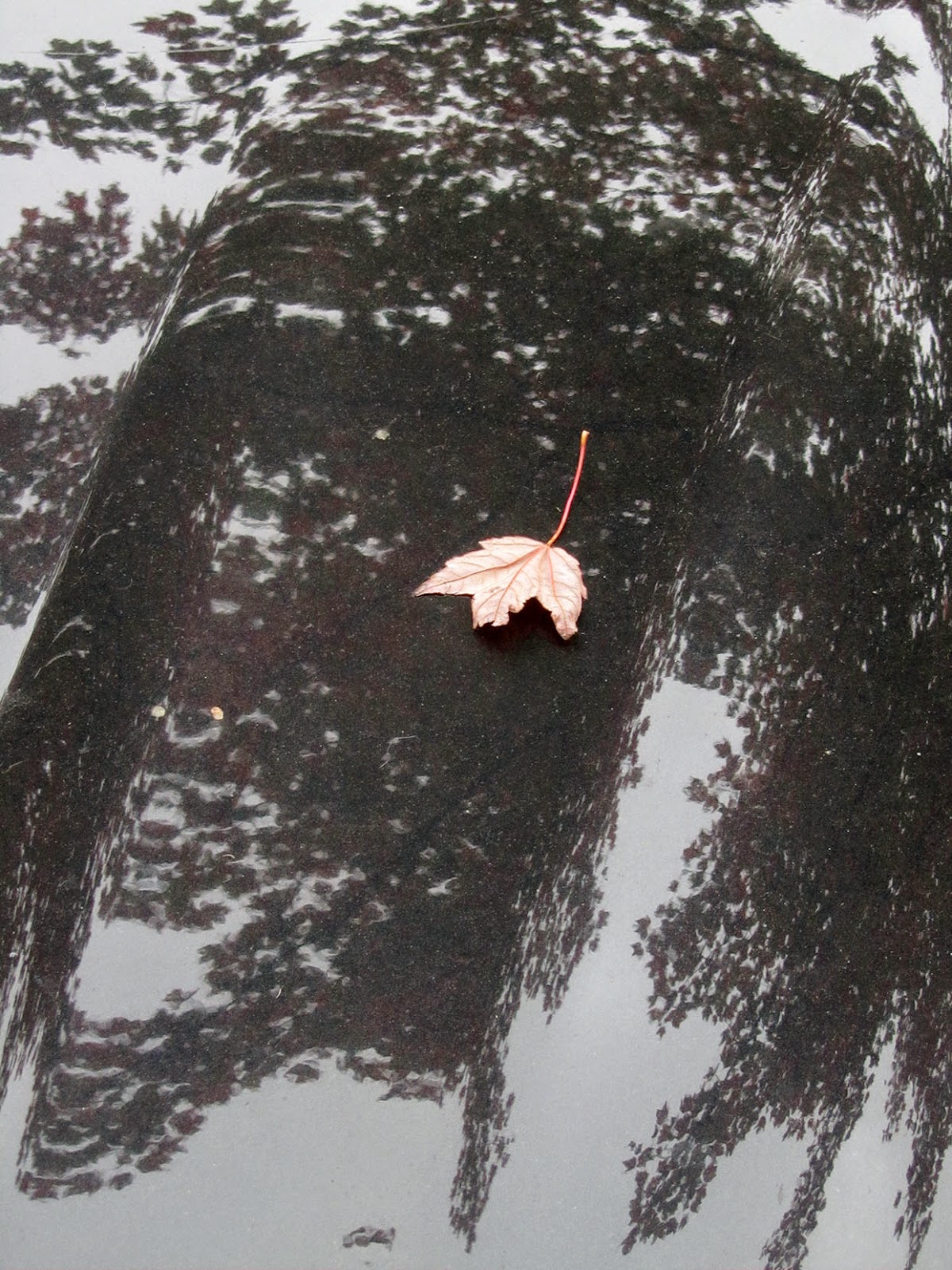 leaf on a black car