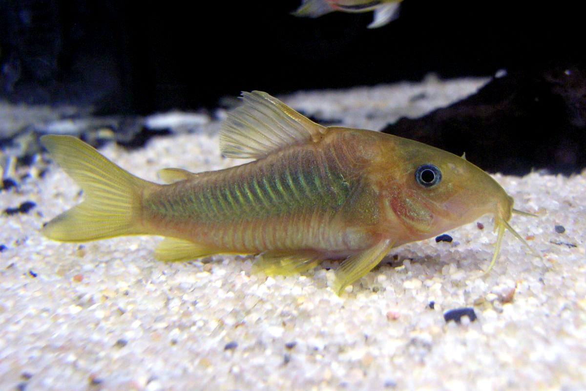 Types of Cory Catfish and Fish Feed fishhobbyist