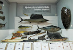 Muzeum Rybołówstwa Morskiego w Świnoujściu.
