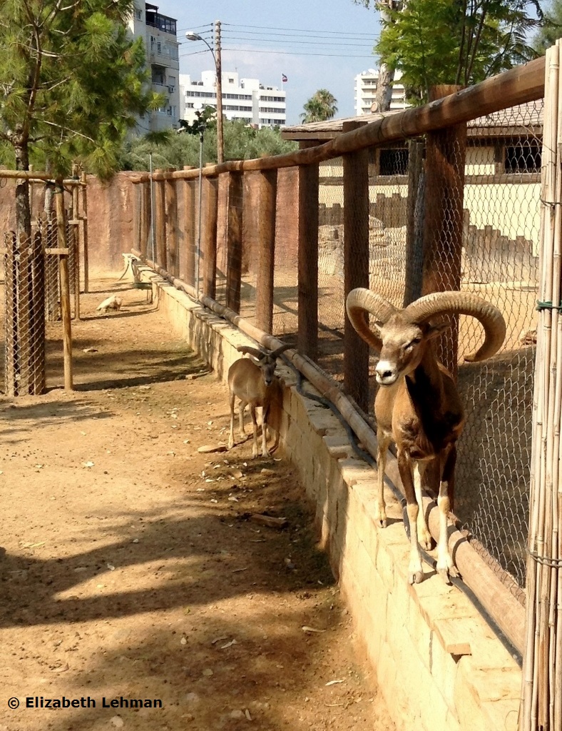 Exploring Cyprus Limassol Zoo