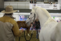 http://steve-stavros-vergis-horsetrainer.blogspot.gr/ Zootechnia 2017- Stavros, Steve Vergis