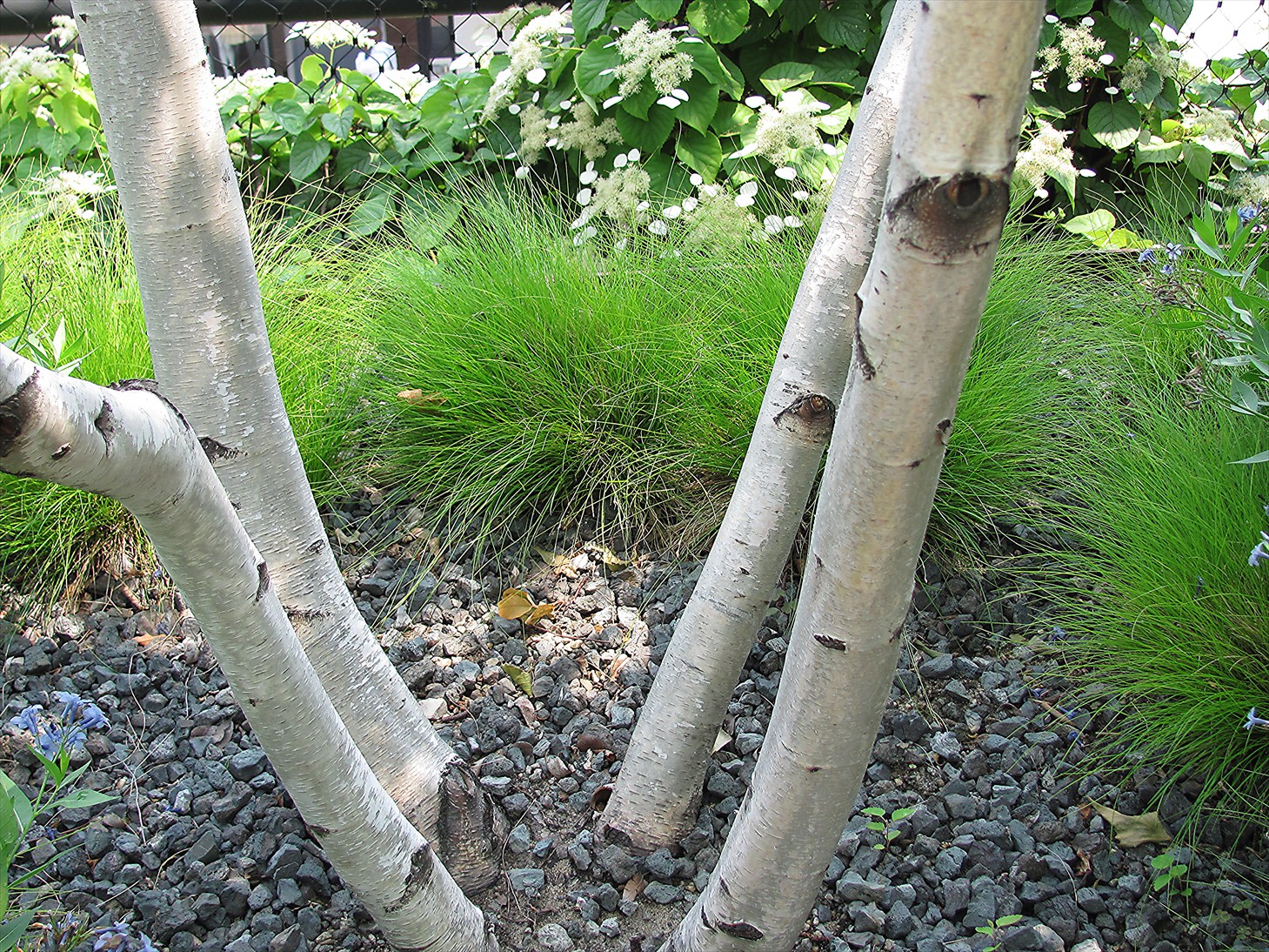 View from Federal Twist: Garden Diary: Trees for my small garden