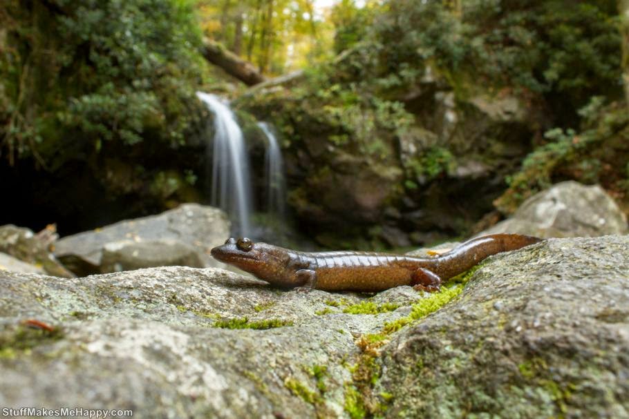 Lizard or salamander 1 (Photo by Brian Gratwicke)