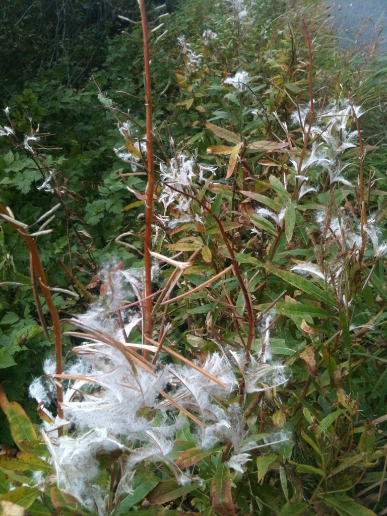 Living in Kodiak: Sprouting Fireweed