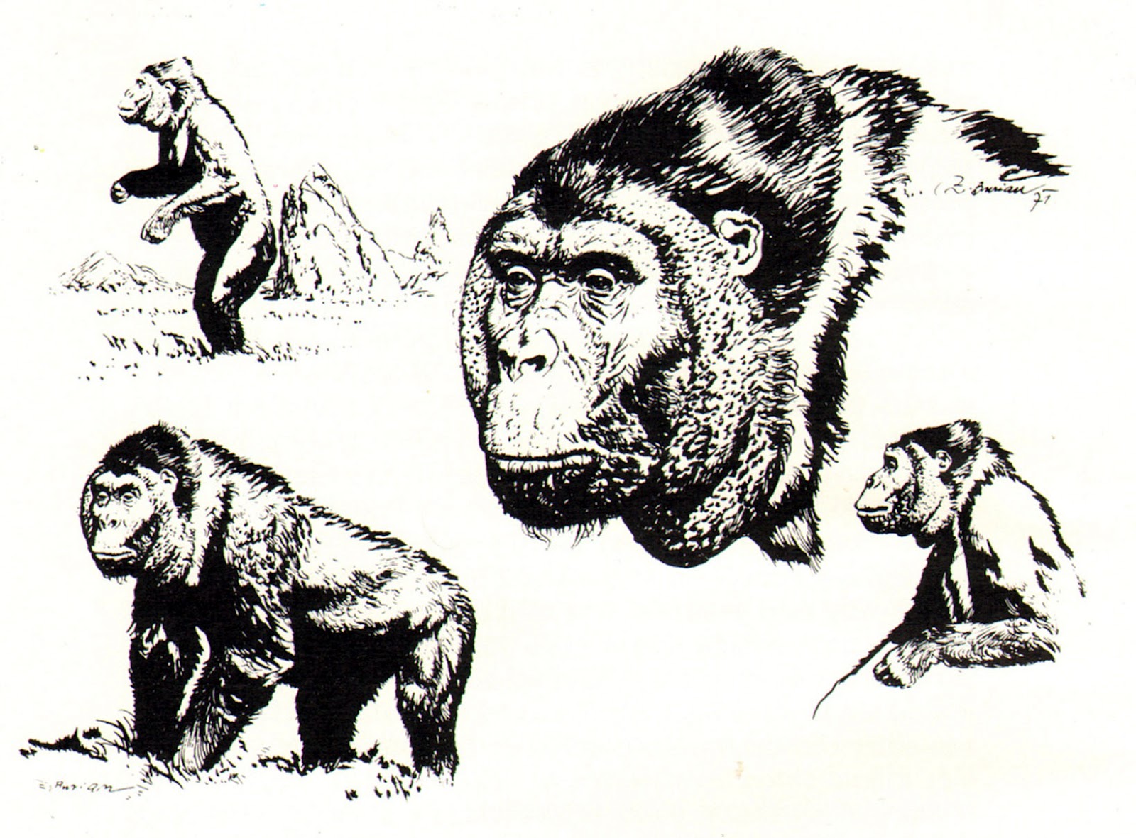 gigantopithecus_blacki_by_zdenek_burian_1971.JPG