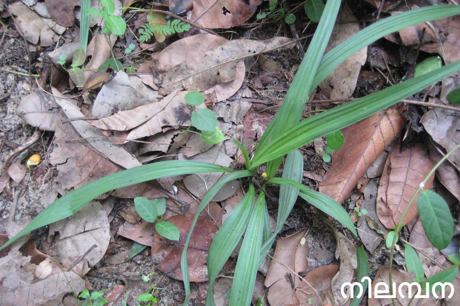 Ayurvedic Medicinal Plants in Kerala