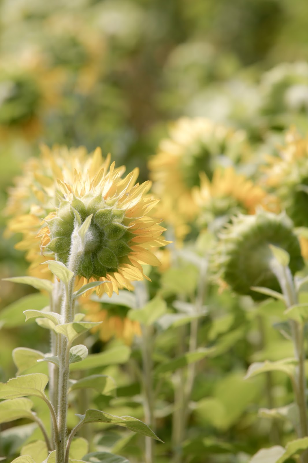 My Melbourne Experience, and beyond Sunflower Field, On a Beautiful